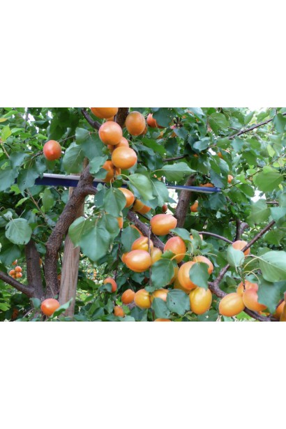 Prunus armeniaca Wonder Cot
